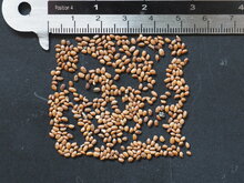 Sibirische Kiwi (Actinidia kolomikta)