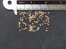 Silberrebe-Kiwi (Actinidia polygama)