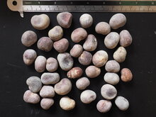 Suarez-Affenbrotbaum (Adansonia suarezensis)