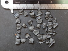 Tequila-Agave (Agave tequilana)