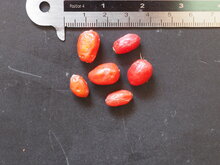 Tarnpflanze (Aglaonema pictum)