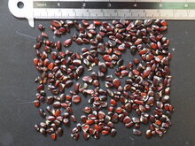 Dreibl&auml;ttrige Schokoladenranke (Akebia trifoliata)