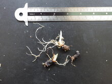 Hewitts Aronstab (Amorphophallus hewittii)