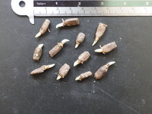 Elefantenknolle (Amorphophallus paeoniifolius)