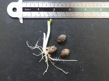 Aronstab (Amorphophallus plicatus)