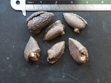 Titanenwurz (Amorphophallus titanum)