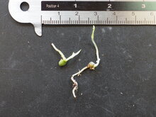 Anthurium (Anthurium crystallinum &#039;Dorayaki&#039;)