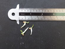 Anthurium (Anthurium willdenowii)