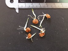 Cyrtosperma (Cyrtosperma timikense)