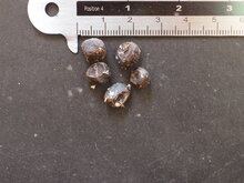 Riesenbanane (Musa ingens)