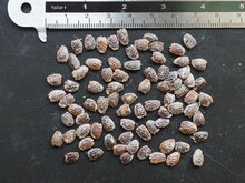 Gefl&uuml;gelte Passionsblume (Passiflora alata)