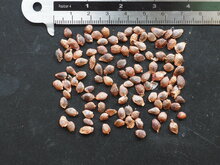 Bananadilla (Passiflora mollissima)