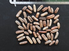 Dattelpalme (Phoenix dactylifera)