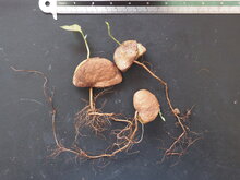 Nam-nam (Cynometra cauliflora)