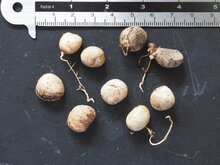 Surinamische Kirsche (Eugenia uniflora)