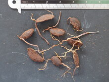 Goraka (Garcinia gummi-gutta)