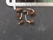 Djeroek Poeroet (Citrus hystrix)