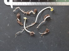 Pfauenblume (Ixora coccinea)