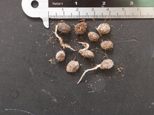 Mickey-Mouse-Pflanze (Ochna thomasiana)