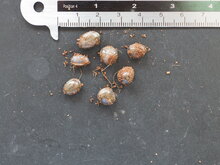 Currybaum (Murraya koenigii)