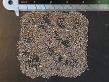 Rotgr&uuml;ner K&auml;nguruphote (Anigozanthos manglesii)