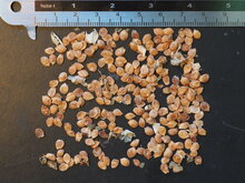 S&auml;ureblimbing (Averrhoa bilimbi)