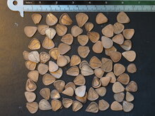 Pelik&auml;nblume (Aristolochia grandiflora)