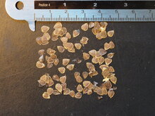 Kalichblume (Aristolochia elegans)