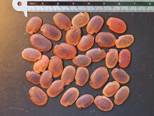 Goldblatt-Bauhinia (Phanera aureifolia)