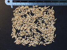 Indischer Dornenbambus (Bambusa bambos)