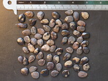 Rosa Orchideenbaum (Bauhinia monandra)