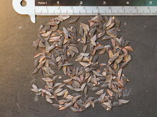 Haarnadel-Banksia (Banksia spinulosa)