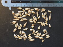 Timor-Schwarzbambus (Bambusa lako)