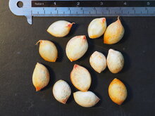 Erdnussbaum (Bunchosia argentea)