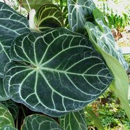 Anthurium (Anthurium magnificum)