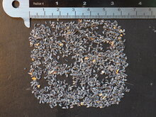 Gelber K&auml;nguruphote (Anigozanthos flavidus &#039;Yellow&#039;)