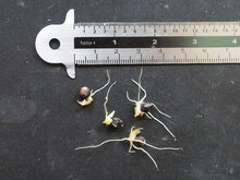 Alocasia (Alocasia lancifolia)