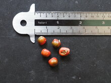 Cyrtosperma (Cyrtosperma hambalii)