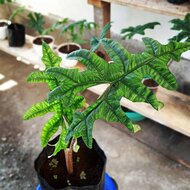 Alocasia (Alocasia sp. &#039;Tandurusa&#039;)