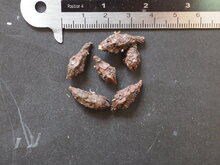 Alocasia (Alocasia sp. &#039;Tandurusa&#039;)