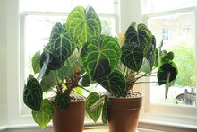 Anthurium (Anthurium clarinervium)