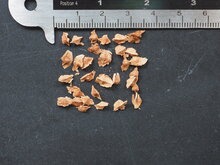 Weihrauchbaum (Boswellia sacra)