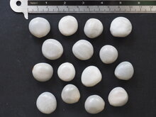 Graue Knicknuss (Caesalpinia bonduc)