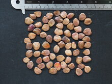 Paradiesvogelstrauch (Caesalpinia gilliesii)