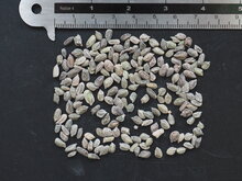 Feentuch (Calliandra eriophylla)