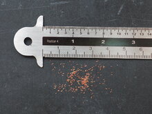 Roter Zuckergussbaum (Callistemon phoeniceus)