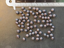 Indisches Blumenrohr (Canna indica)