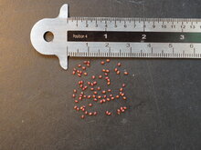 Kanarische Glockenblume (Canarina canariensis)