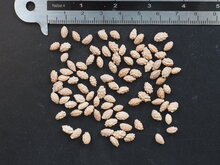 Bergpapaya (Carica pubescens)