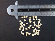 Carolina Reaper (Capsicum chinense &#039;Carolina Reaper&#039;)